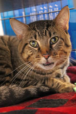 animal image