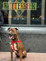 AnimalGalleryImage