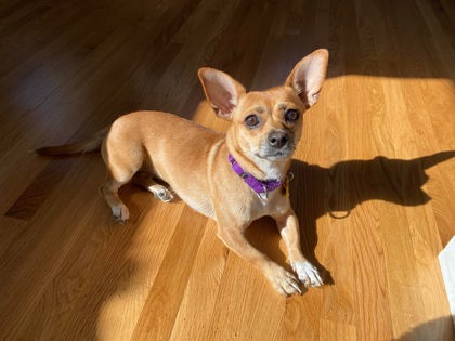Lulu july 1.jpg