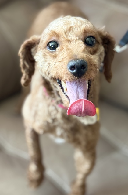 Lulu july 1.jpg
