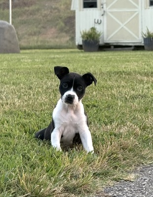 Lulu july 1.jpg