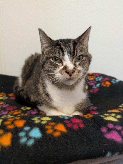 Axle, a Domestic Shorthair Mix