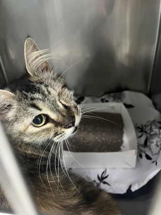BUBBIE - Domestic Shorthair / Mix available for adoption