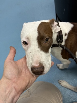 TURTLE - Mixed Breed, Medium (up to 44 lbs fully grown) / Mix available for adoption