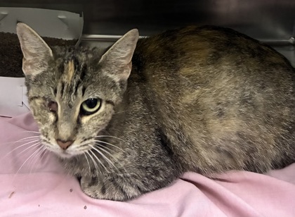 PEEKY - Domestic Shorthair / Mix available for adoption