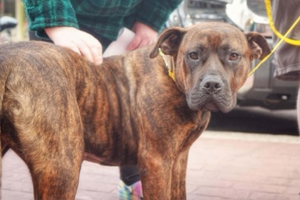 FREYA - Mixed Breed, Large (over 44 lbs fully grown) / Mix available for adoption