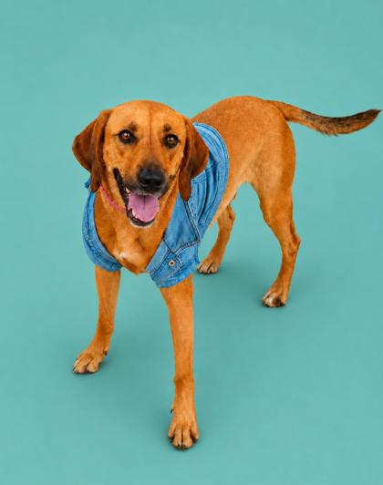 REBA++ - Mixed Breed, Medium (up to 44 lbs fully grown) / Mix available for adoption
