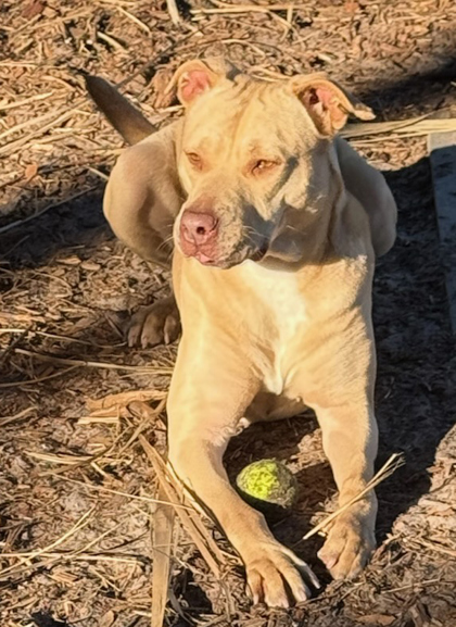 HONEYBUN++ - Mixed Breed, Large (over 44 lbs fully grown) / Mix available for adoption