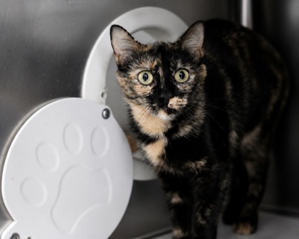 POPTART - Domestic Shorthair / Mix available for adoption