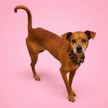 PIP ++ - Mixed Breed, Medium (up to 44 lbs fully grown) / Mix available for adoption