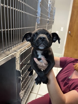 BACON - Mixed Breed, Small (under 24 lbs fully grown) / Mix available for adoption