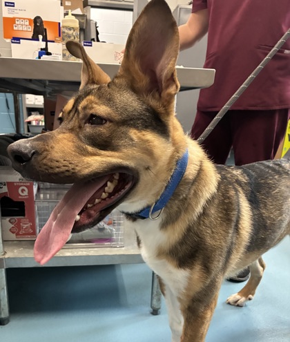 LOOT - Mixed Breed, Medium (up to 44 lbs fully grown) / Mix available for adoption