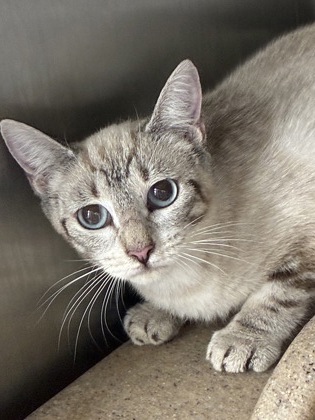 PHOENIX - Domestic Shorthair / Mix available for adoption