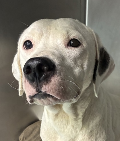 ASPEN - Mixed Breed, Large (over 44 lbs fully grown) / Mix available for adoption