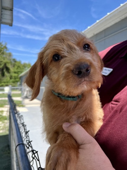 DYNAMITE - Mixed Breed, Small (under 24 lbs fully grown) / Mix available for adoption