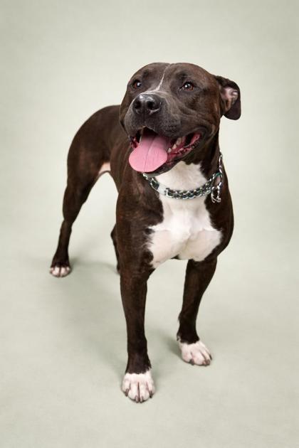 HAMHOCK - Mixed Breed, Large (over 44 lbs fully grown) / Mix for adoption in Jacksonville