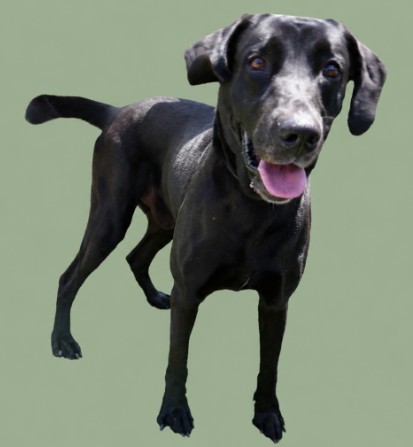 ZEP++ - Mixed Breed, Large (over 44 lbs fully grown) / Mix available for adoption