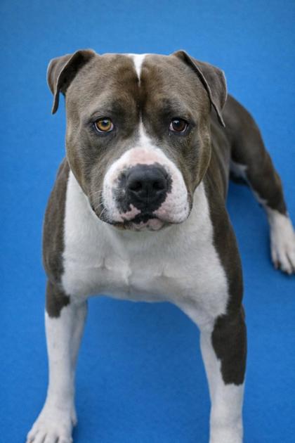 BRUISER - Mixed Breed, Large (over 44 lbs fully grown) / Mix for adoption in Jacksonville
