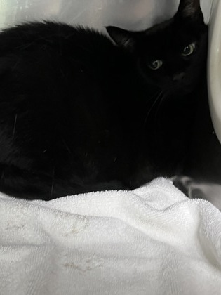 SONYA - Domestic Shorthair / Mix available for adoption
