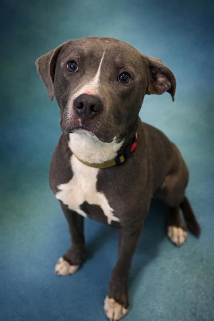 KYLE + - Mixed Breed, Medium (up to 44 lbs fully grown) / Mix available for adoption