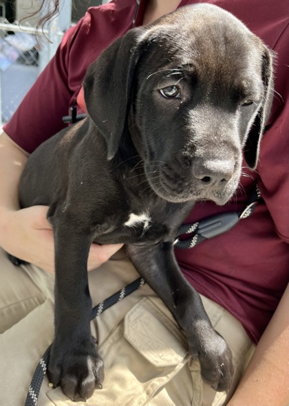 HERMAN - Mixed Breed, Medium (up to 44 lbs fully grown) / Mix available for adoption