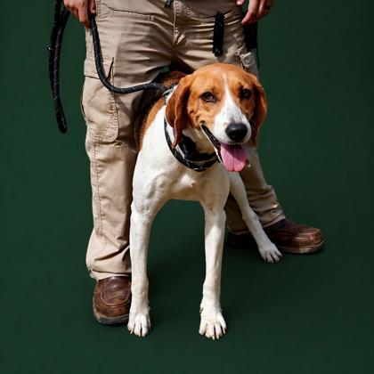 WILHEMINA - Mixed Breed, Large (over 44 lbs fully grown) / Mix available for adoption