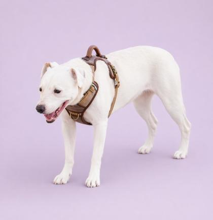 MIKO - Mixed Breed, Large (over 44 lbs fully grown) / Mix available for adoption