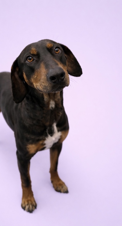 G. JONES - Mixed Breed, Large (over 44 lbs fully grown) / Mix available for adoption