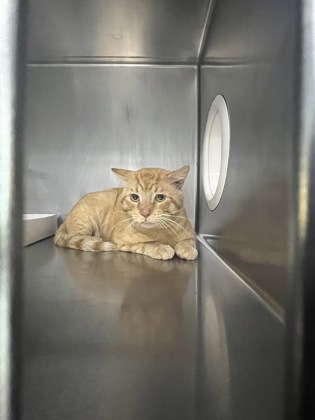 JEKYLL - Domestic Shorthair / Mix available for adoption