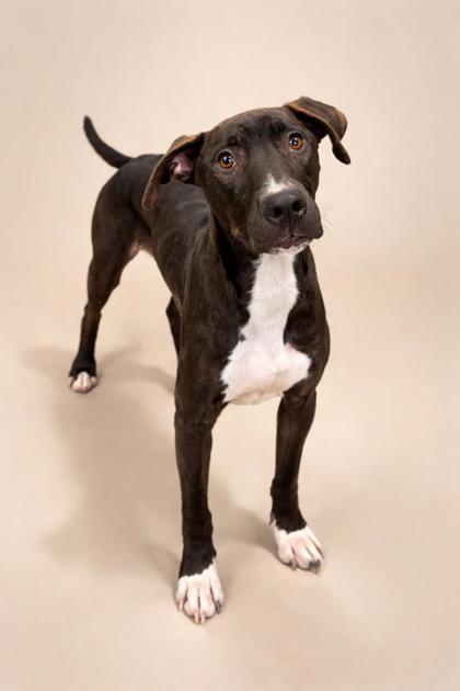 CRANBERRY - Mixed Breed, Medium (up to 44 lbs fully grown) / Mix for adoption in Jacksonville