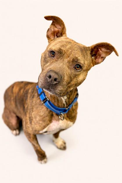 ZOOMIE - Mixed Breed, Medium (up to 44 lbs fully grown) / Mix available for adoption