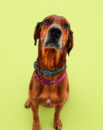 BRENNAN++ - Mixed Breed, Large (over 44 lbs fully grown) / Mix available for adoption