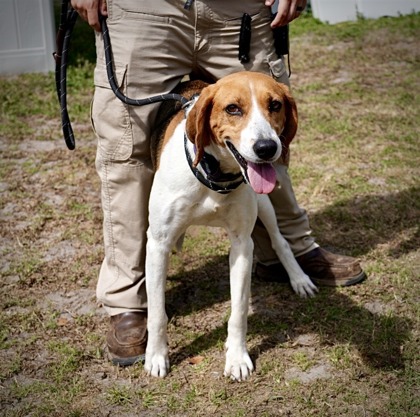 WILHEMINA - Mixed Breed, Large (over 44 lbs fully grown) / Mix available for adoption