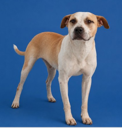 CORPORAL - Mixed Breed, Medium (up to 44 lbs fully grown) / Mix available for adoption