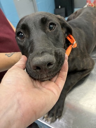 CYPRESS - Mixed Breed, Large (over 44 lbs fully grown) / Mix available for adoption