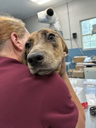 BORDEAUX - Mixed Breed, Large (over 44 lbs fully grown) / Mix available for adoption