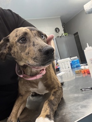 CLOUDY - Mixed Breed, Large (over 44 lbs fully grown) / Mix available for adoption