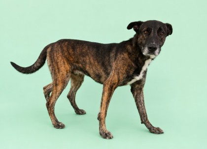 ROCKET - Mixed Breed, Large (over 44 lbs fully grown) / Mix available for adoption