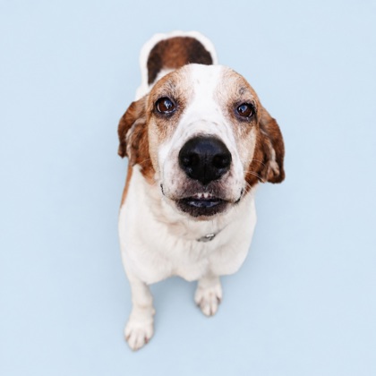 ALLEN++ - Mixed Breed, Medium (up to 44 lbs fully grown) / Mix available for adoption
