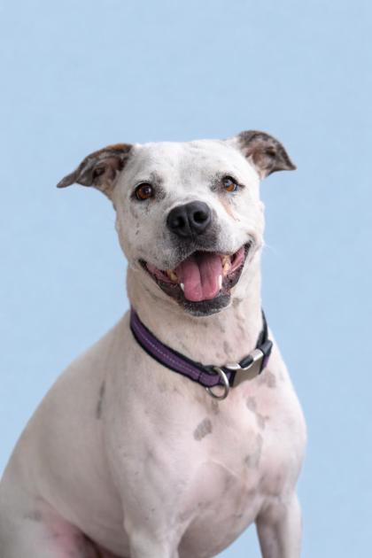 SNOW WHITE - Mixed Breed, Large (over 44 lbs fully grown) / Mix available for adoption