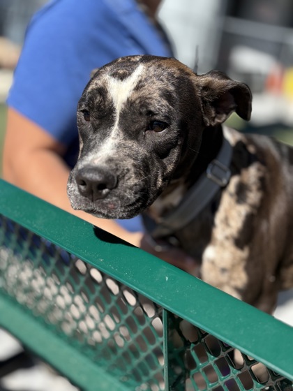 SPOT - Mixed Breed, Large (over 44 lbs fully grown) / Mix available for adoption