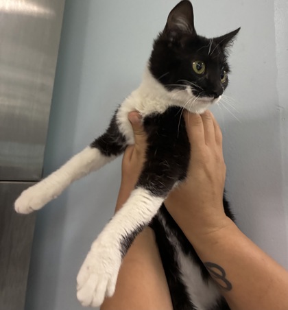 PARM - Domestic Shorthair / Mix available for adoption
