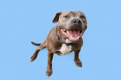 DOLLY + - Mixed Breed, Large (over 44 lbs fully grown) / Mix for adoption in Jacksonville