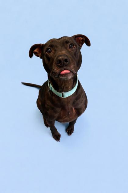 LADY - Mixed Breed, Large (over 44 lbs fully grown) / Mix for adoption in Jacksonville