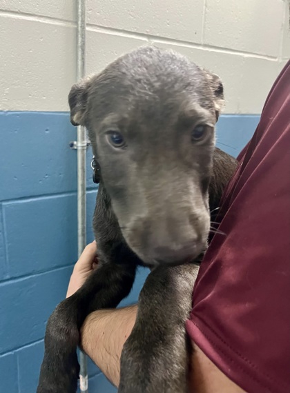IRON MAN - Mixed Breed, Large (over 44 lbs fully grown) / Mix available for adoption
