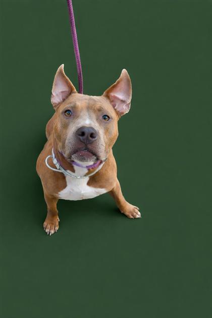 RAMBO - Mixed Breed, Large (over 44 lbs fully grown) / Mix available for adoption