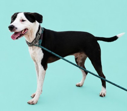 POLO - Mixed Breed, Medium (up to 44 lbs fully grown) / Mix available for adoption