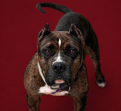 LUCKY - Mixed Breed, Large (over 44 lbs fully grown) / Mix available for adoption
