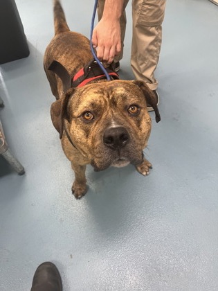 JULIUS - Mixed Breed, Large (over 44 lbs fully grown) / Mix available for adoption