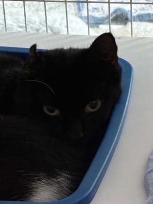 SPICE - Domestic Shorthair / Mix available for adoption